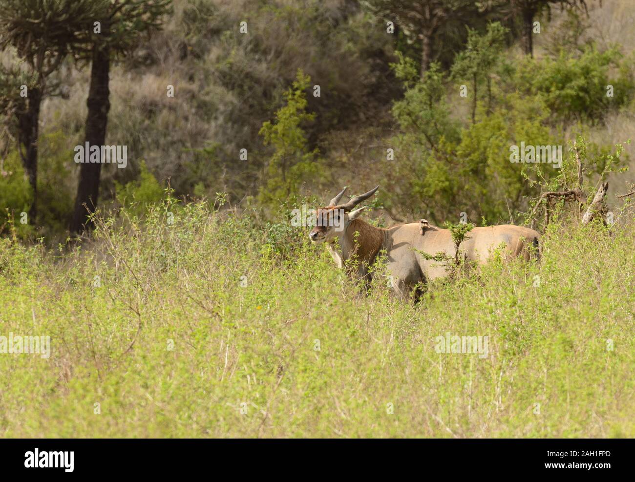 Eland (nome scientifico: Taurotragus oryx o 'Pofu' in Swaheli) nel cratere Ngorogoro, Tanzania Foto Stock