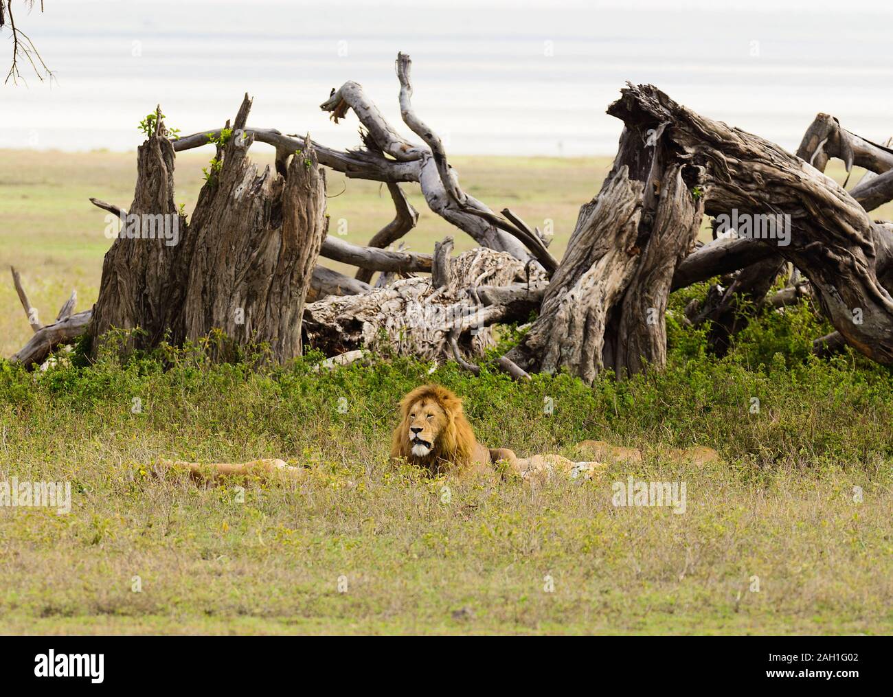 Primo piano di un Leone di orgoglio (nome scientifico: Panthera leo, o 'Simba' in Swaheli) nel cratere Ngorogoro, Tanzania Foto Stock
