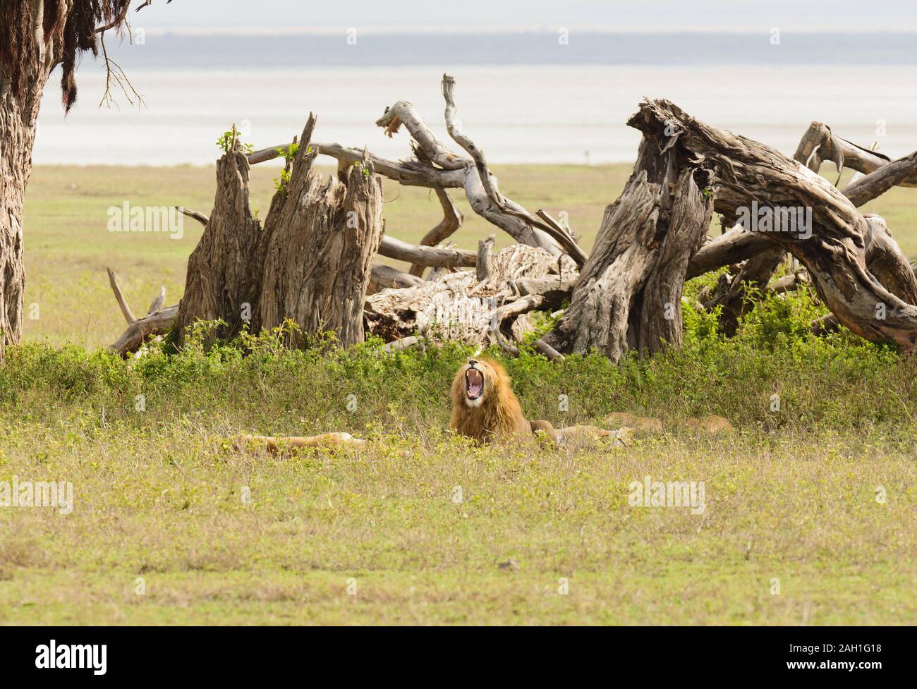 Primo piano di un Leone di orgoglio (nome scientifico: Panthera leo, o 'Simba' in Swaheli) nel cratere Ngorogoro, Tanzania Foto Stock