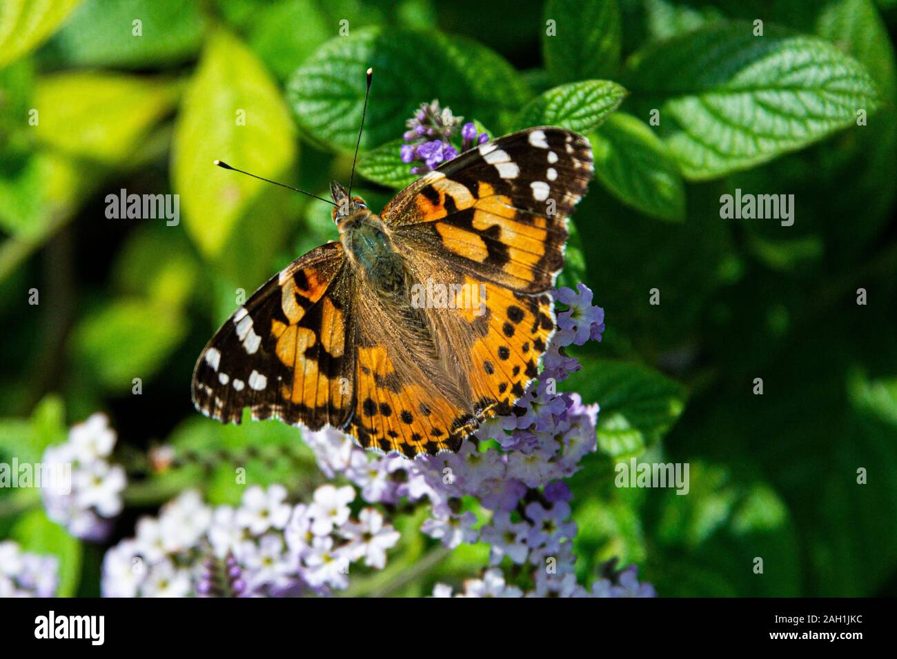 Un dipinto di lady butterfly (Vanessa cardui) Foto Stock