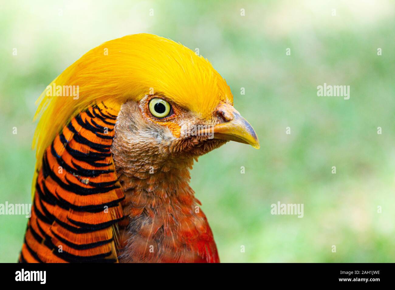 Un fagiano dorato maschio (Chrysolophus pictus) Foto Stock