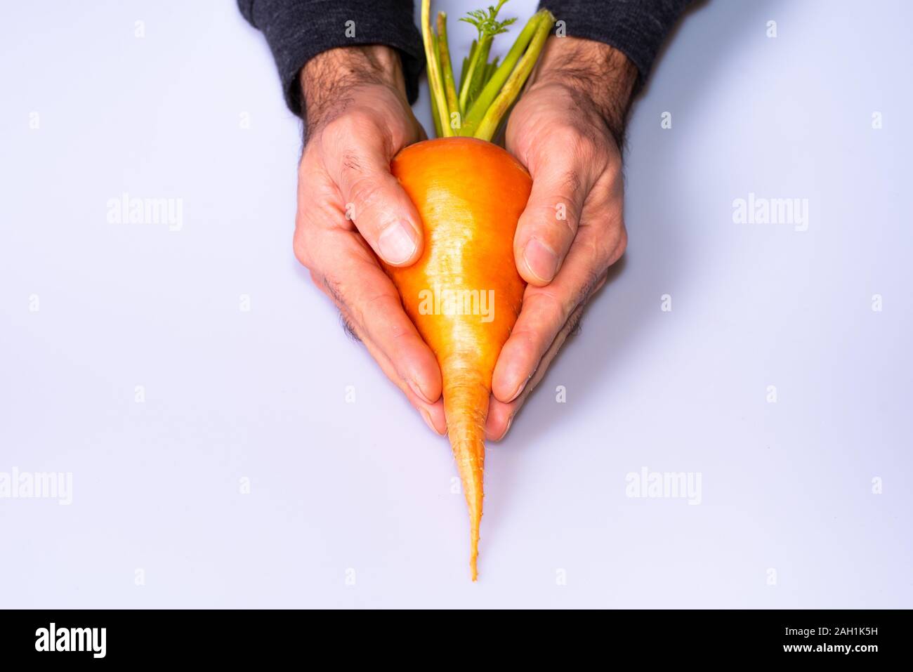 Grande arancio naturale carota in entrambi gli uomini le mani Foto Stock