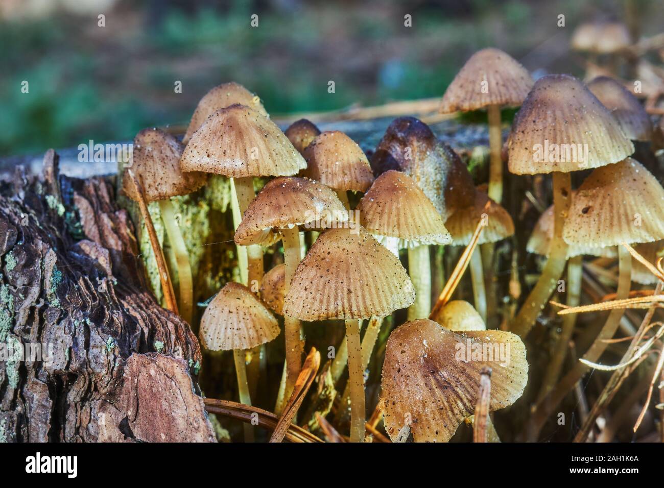 Piccolo giallo e marrone di funghi con cappucci di punta su un marciume tronco di albero Foto Stock