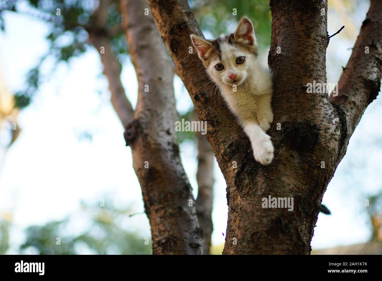 Carino gattino bianco giocare su un albero. Ritratto di un gatto domestico. Foto Stock