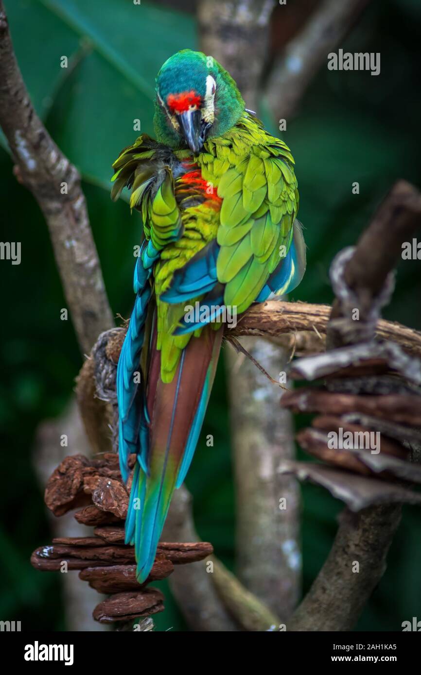 Ara d'Illiger, Blu-winged macaw, Primolius maracana isolato di uccelli selvatici in Parque das aves Foz do Iguacu, Foz de Iguassu Brasile Cascate di Iguassù uccelli pa Foto Stock