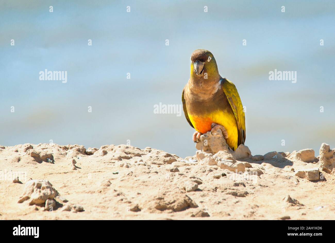 Scavando pappagallo appollaiato sulla riva del mare Foto Stock