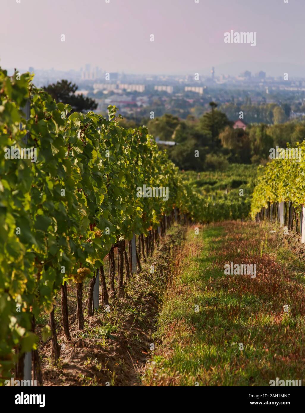 Itinerario del vino di Vienna Foto Stock