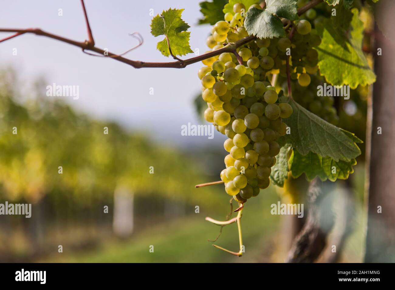 Itinerario del vino di Vienna Foto Stock