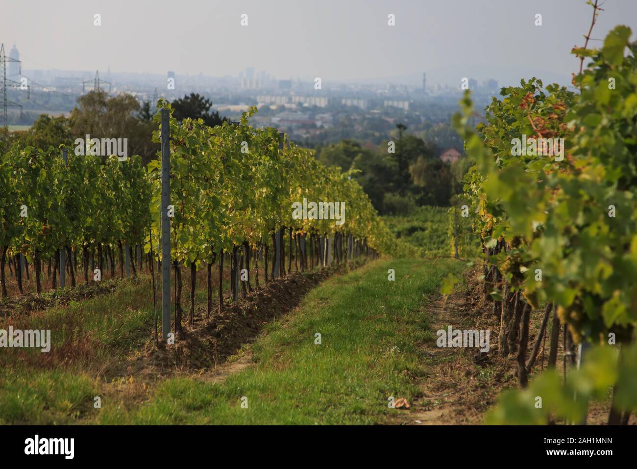 Itinerario del vino di Vienna Foto Stock