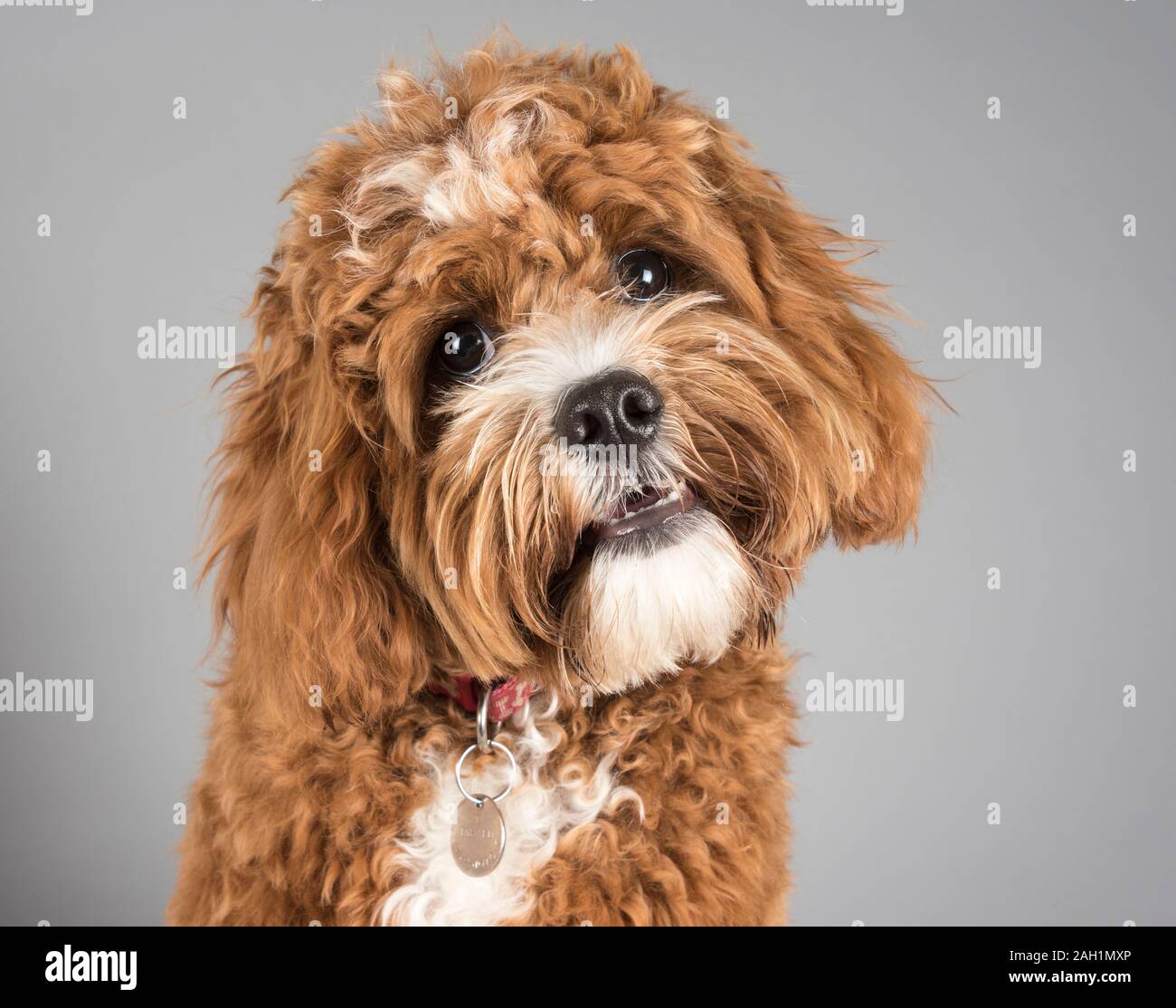 Ritratto di un cane da compagnia cavapoo (rosso rubino, 7 mesi, maschio) nel Regno Unito. Foto Stock