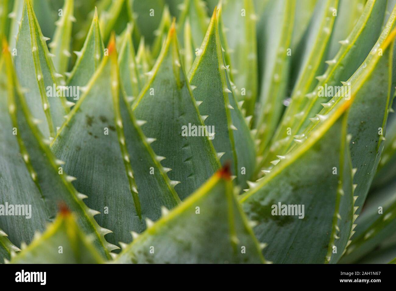 La serrata, foglie carnose di molti-lasciava aloe (Aloe polyphylla) Foto Stock