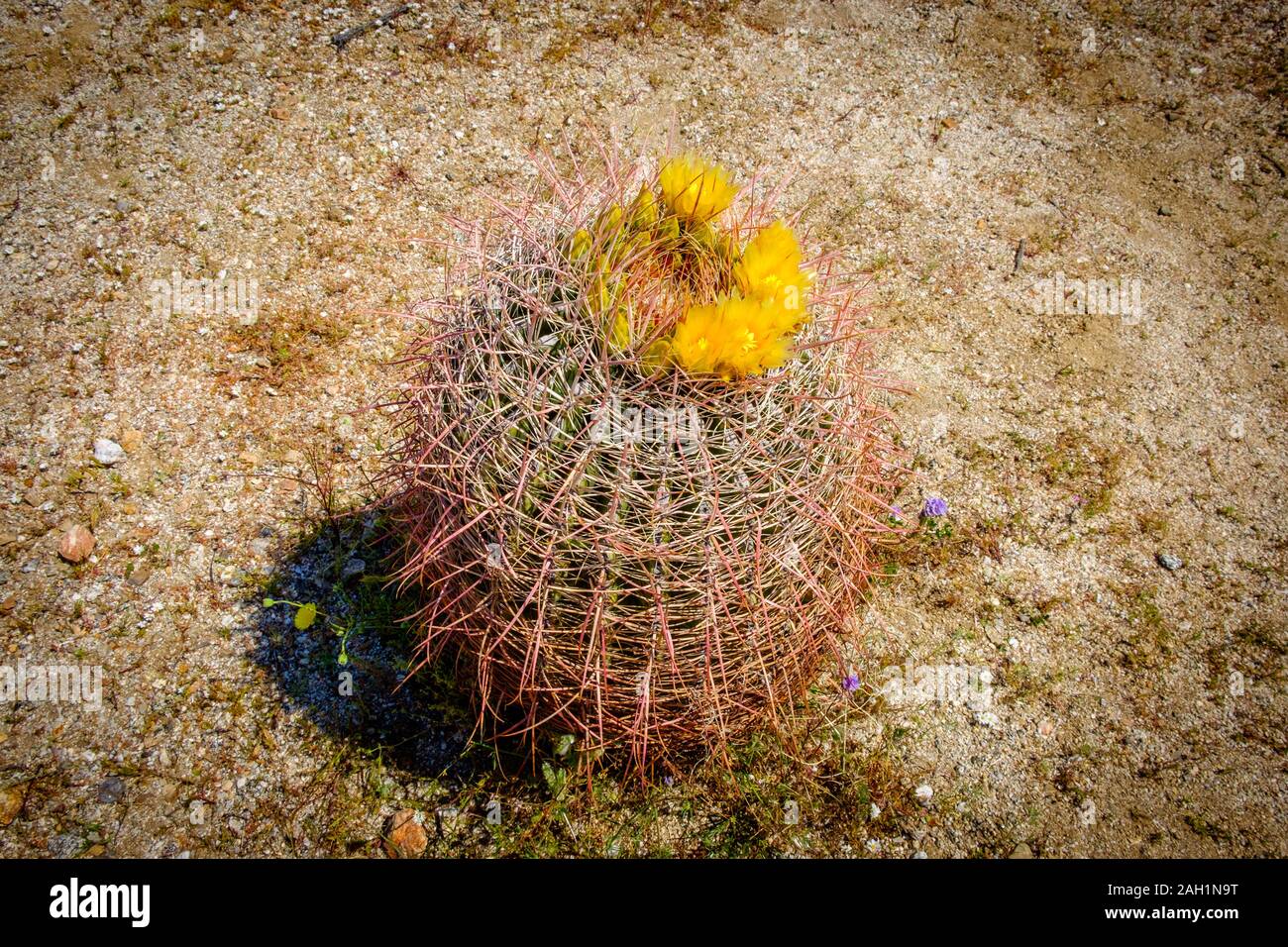 Close up su una singola canna Cactus in fiore in primavera nel deserto Anza-Borrego parco dello stato Foto Stock