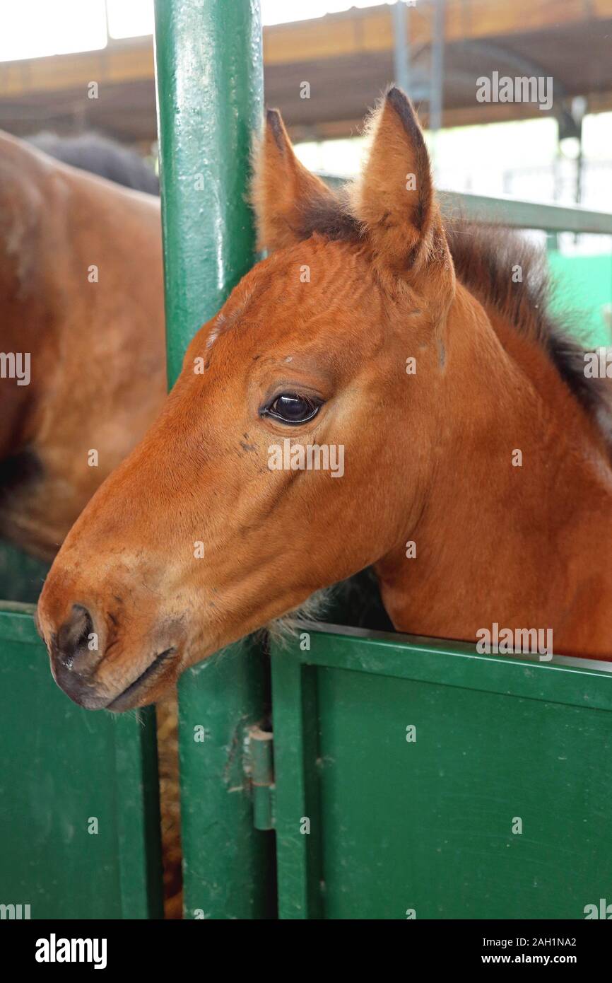 Puledro cavallo in una scatola in stallo all'interno di una stalla. Foto Stock