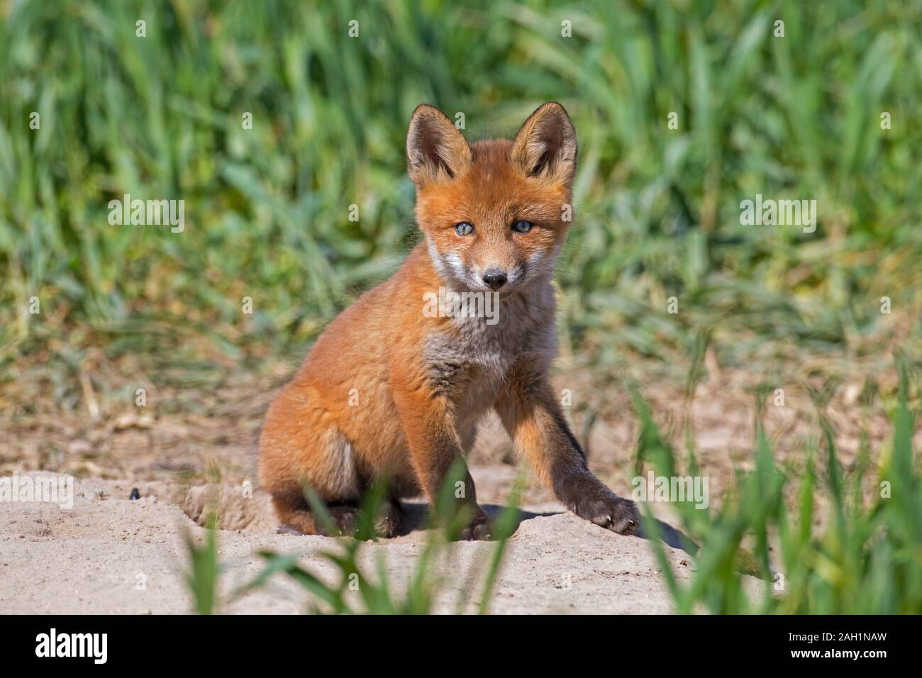 Rosso giovane volpe (Vulpes vulpes) kit singolo seduto vicino a den ingresso nella prateria / prato in primavera Foto Stock