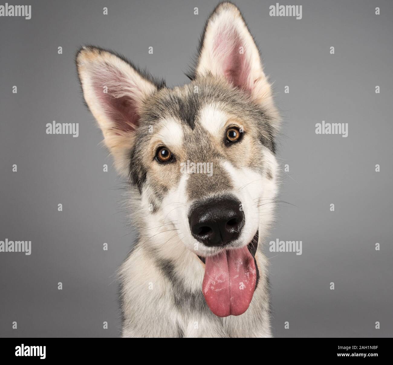 Northern Inuit Puppy, maschile, britannico. Foto Stock