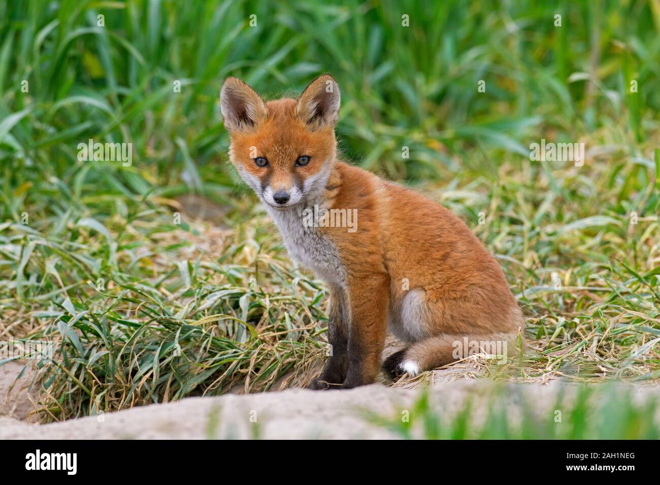 Rosso giovane volpe (Vulpes vulpes) kit singola seduta vicino burrow ingresso nella prateria / prato in primavera Foto Stock