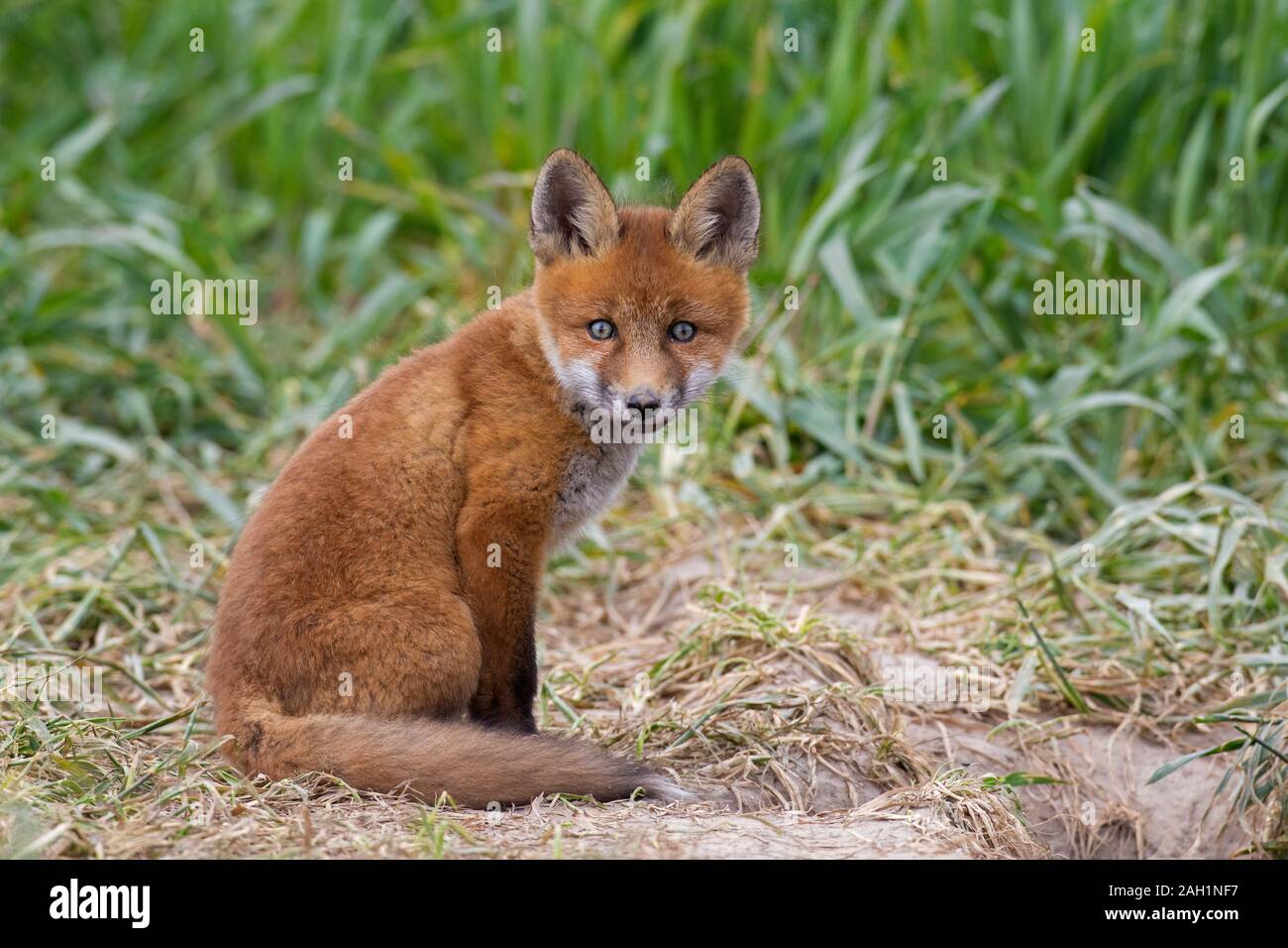 Rosso giovane volpe (Vulpes vulpes) kit singola seduta vicino burrow ingresso nella prateria / prato in primavera Foto Stock