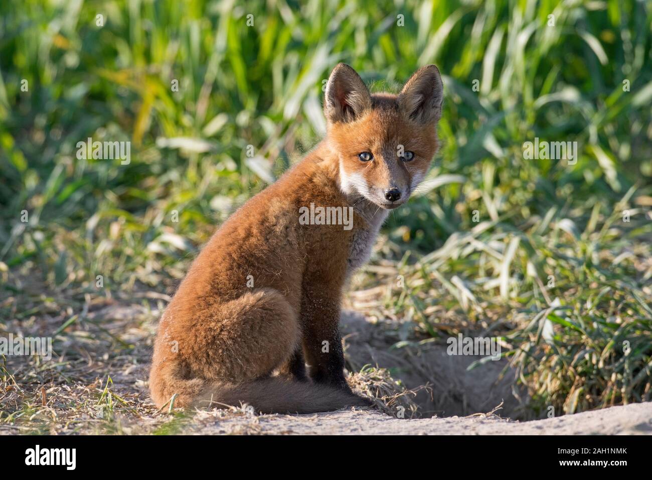 Rosso giovane volpe (Vulpes vulpes) kit singola seduta vicino burrow ingresso nella prateria / prato in primavera Foto Stock