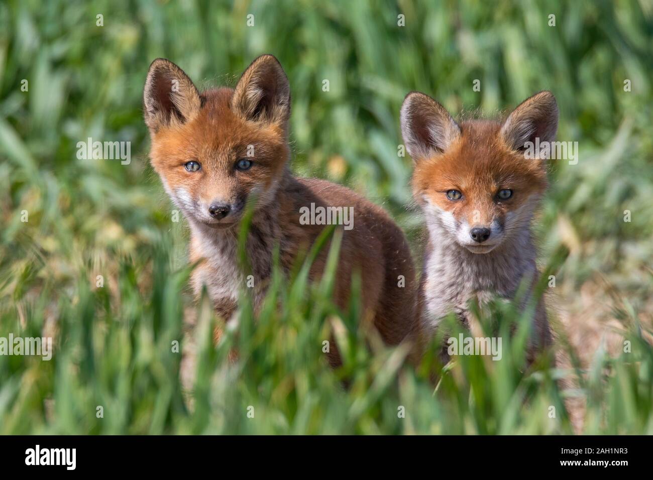 Rosso giovane volpe (Vulpes vulpes) due kit emergente dalla tana ingresso nella prateria / prato in primavera Foto Stock