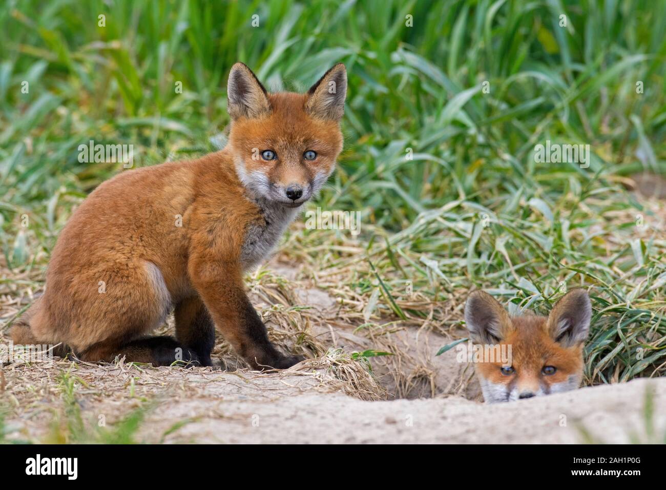 Rosso giovane volpe (Vulpes vulpes) due kit emergente dalla tana ingresso nella prateria / prato in primavera Foto Stock