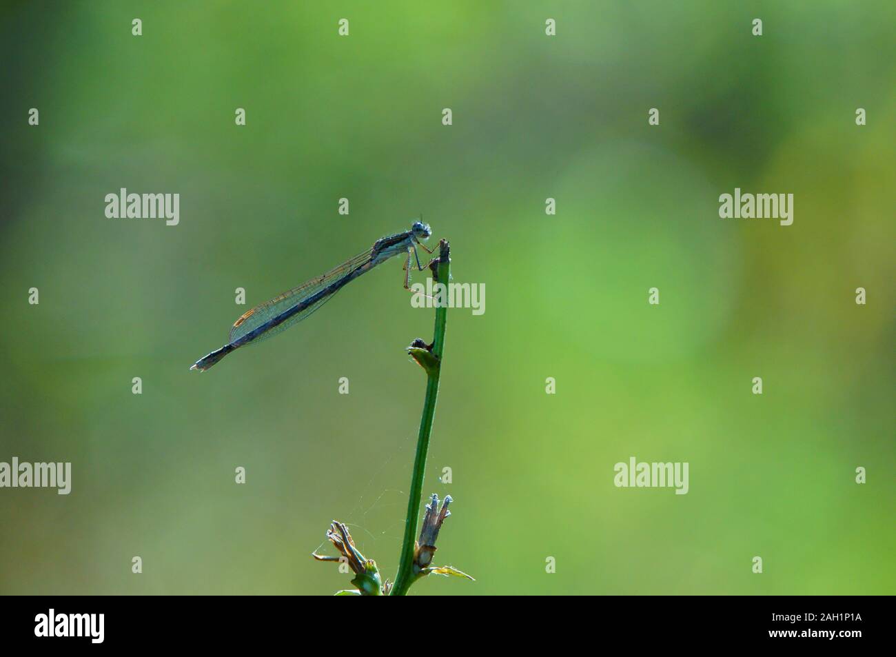 Foto di una libellula nell'erba. Sfondo naturale. Foto Stock
