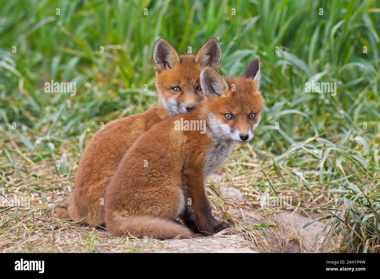 Rosso giovane volpe (Vulpes vulpes) due kit emergente dalla tana ingresso nella prateria / prato in primavera Foto Stock