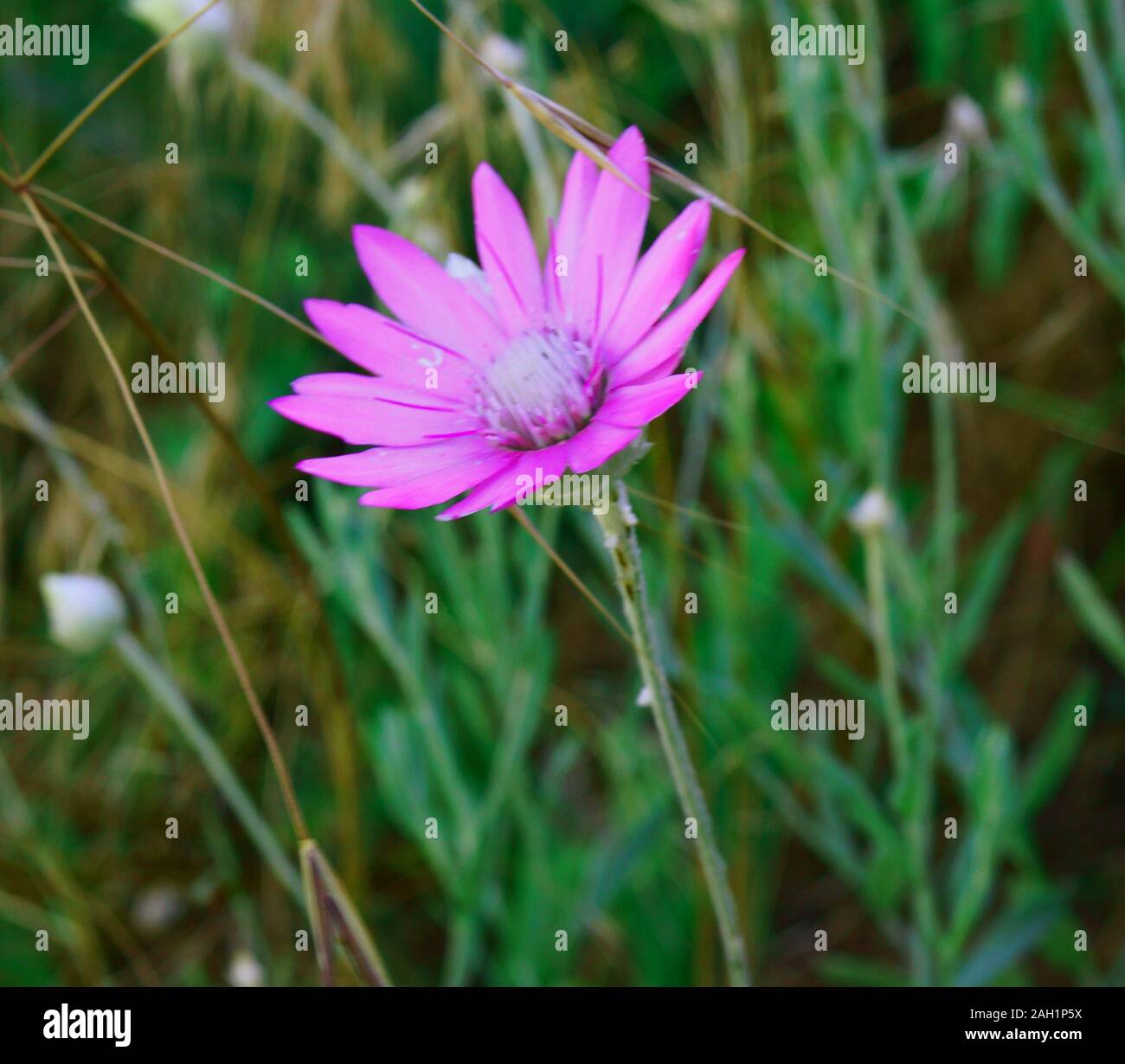 Foto di fiori selvatici in natura. Foto Stock