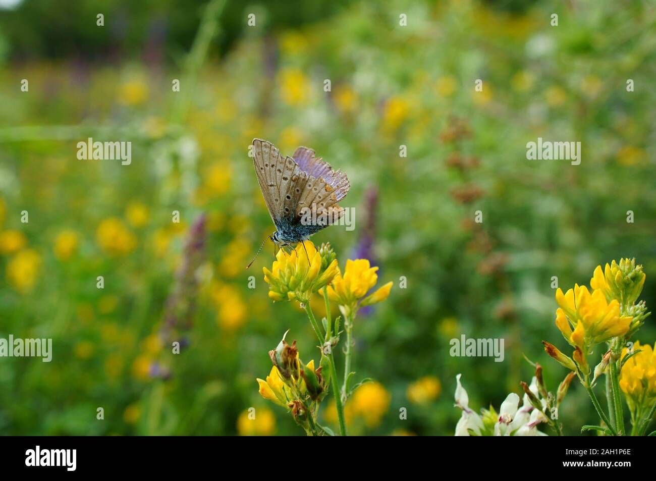 Foto di una stupenda farfalla in fiori selvatici. Sfondo naturale. Foto Stock