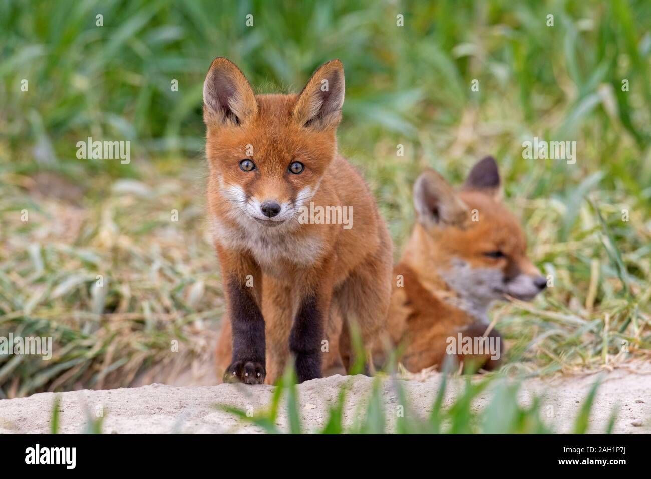 Rosso giovane volpe (Vulpes vulpes) due kit emergente dalla tana ingresso nella prateria / prato in primavera Foto Stock