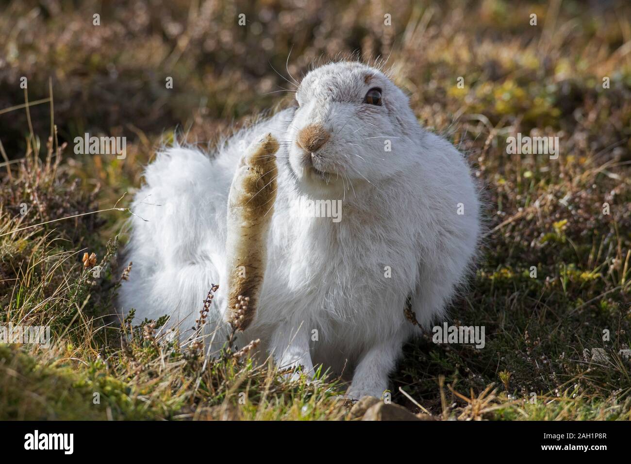 La lepre bianca / lepre alpina / neve lepre (Lepus timidus) in bianco inverno pelage toelettatura fur in primavera Foto Stock