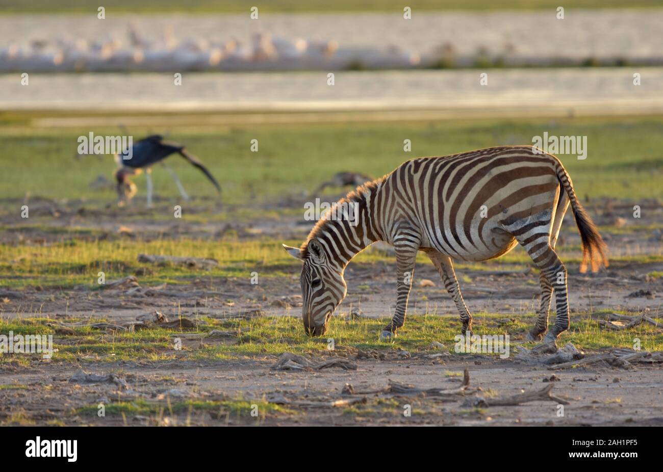 Una gravidanza singola alimentazione zebra al giorno di fine. Amboseli National Park in Kenya. (Equus burchelli) Foto Stock