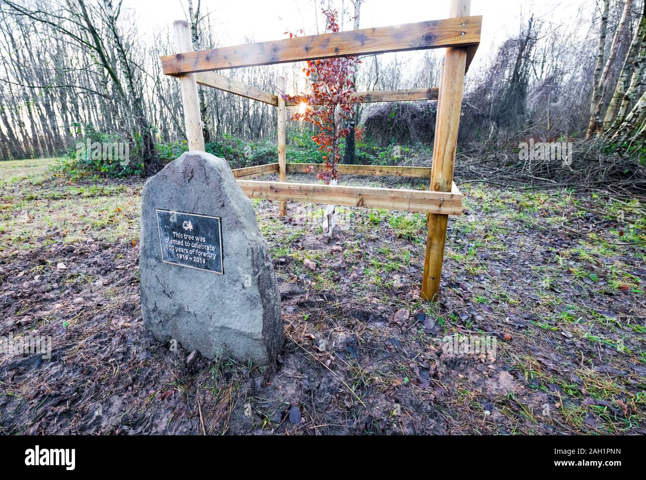 Stone con placca celebra i suoi cento anni della Commissione forestale con piantato un albero di quercia. Foto Stock