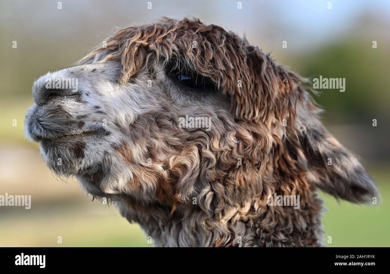 Di acqua dolce. Regno Unito. Il 23 dicembre 2019. Un alpaca. Isola di Wight. Regno Unito. 23/12/2019. Credito Bowden Garry/Sport in immagini/Alamy Foto Stock