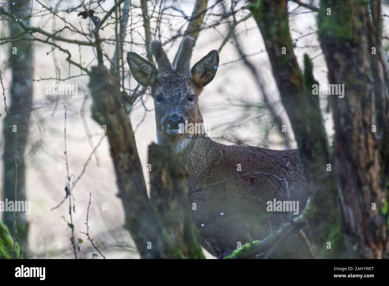 Roe deer buck Foto Stock