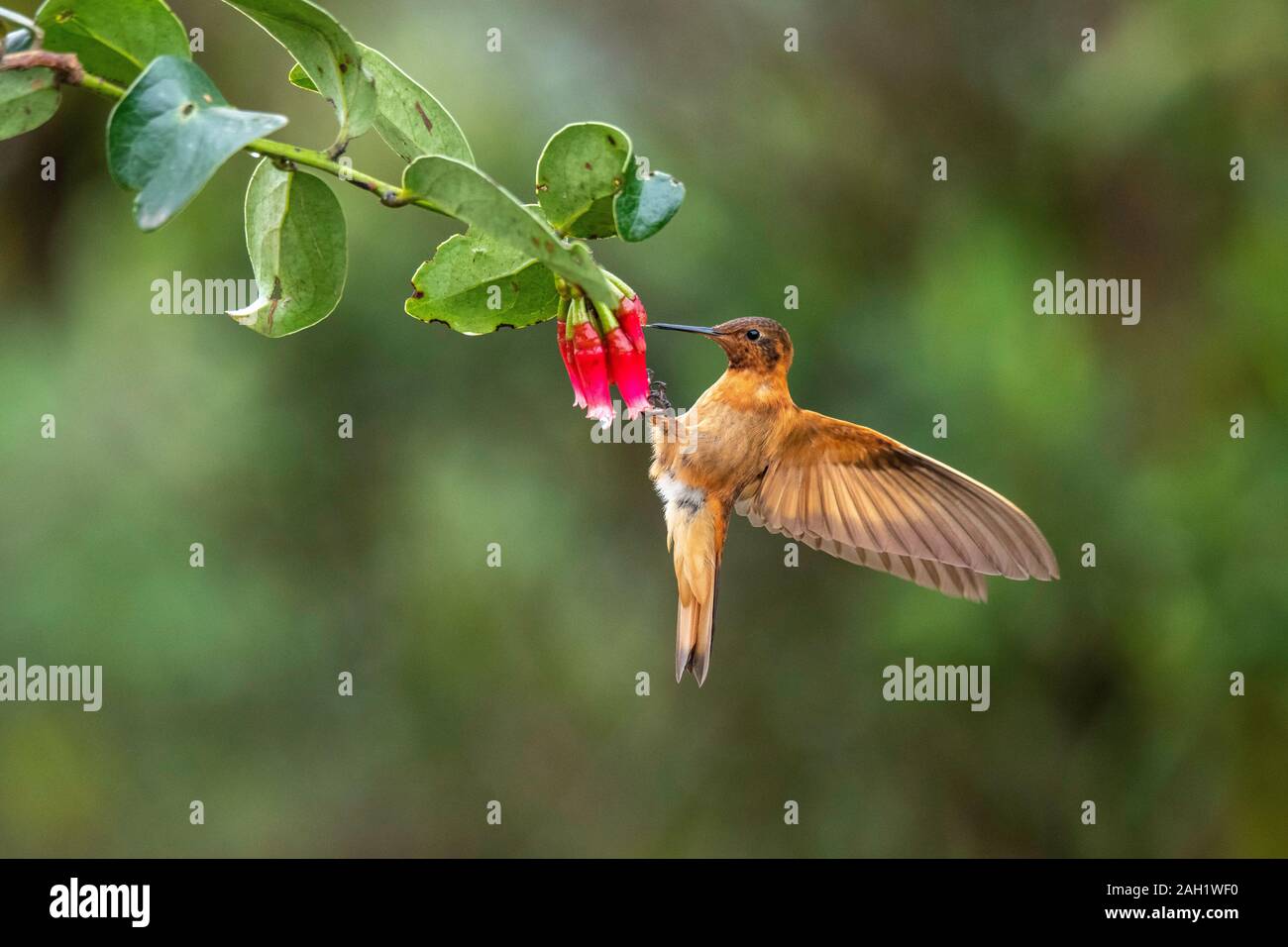 Shining Sunbeam Aglaeactis cupripennis riserva Yanacocha, Ecuador 9 dicembre 2019 Trochilidae adulti Foto Stock