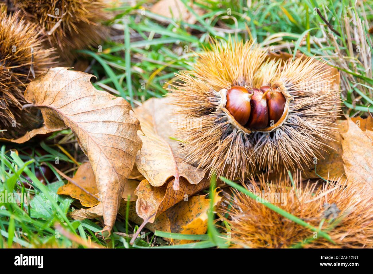 Le castagne in la bava sulla terra nella macchia mediterranea in Toscana, Italia Foto Stock