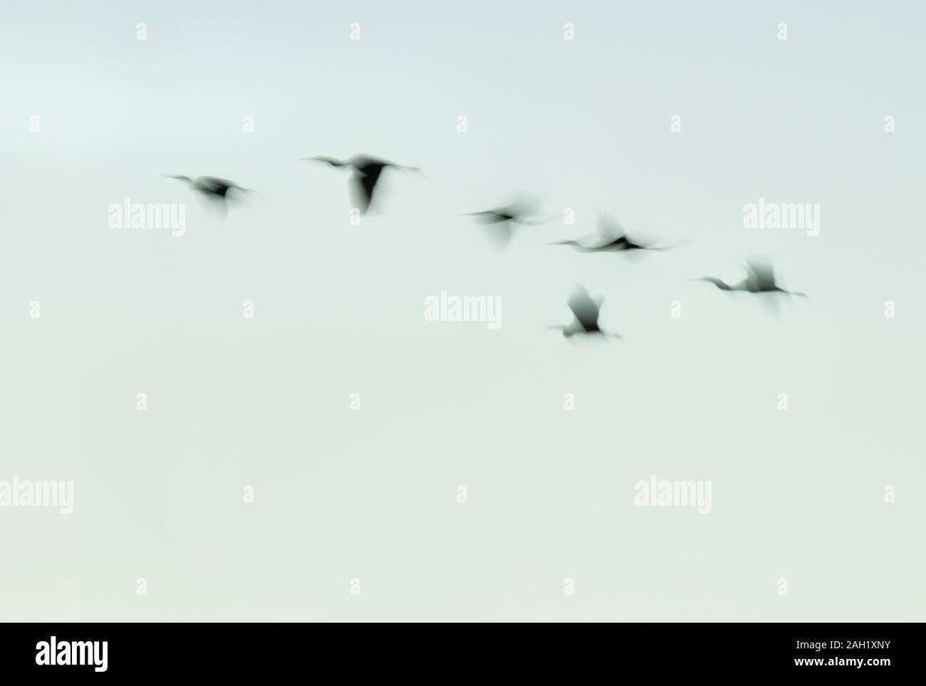 Motion Blur di guadare uccelli in volo Foto Stock