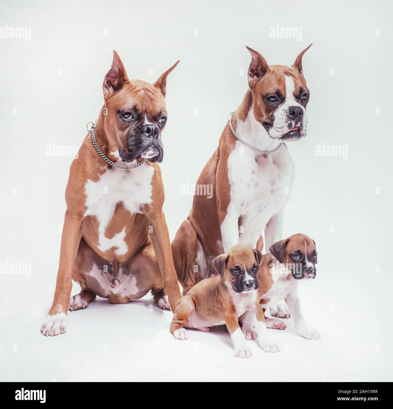 Maschio e femmina cane Boxer coppia con i cuccioli su bianco di sfondo per studio Foto Stock