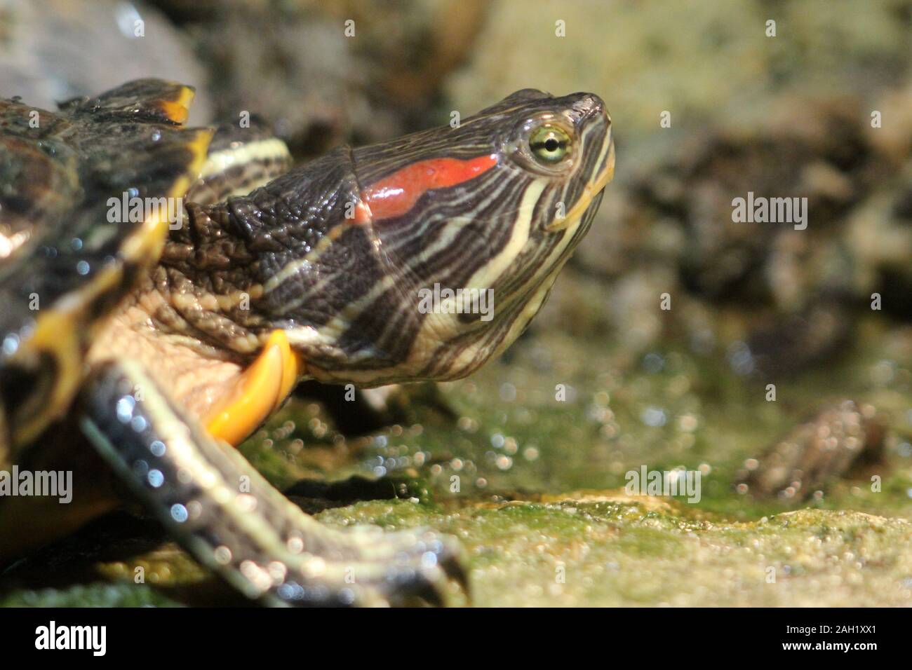Red eared slider turtle Foto Stock