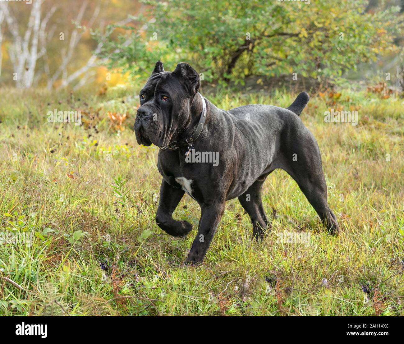 Cane Corso o Italiano Mastiff maschio cane giovanile Foto Stock