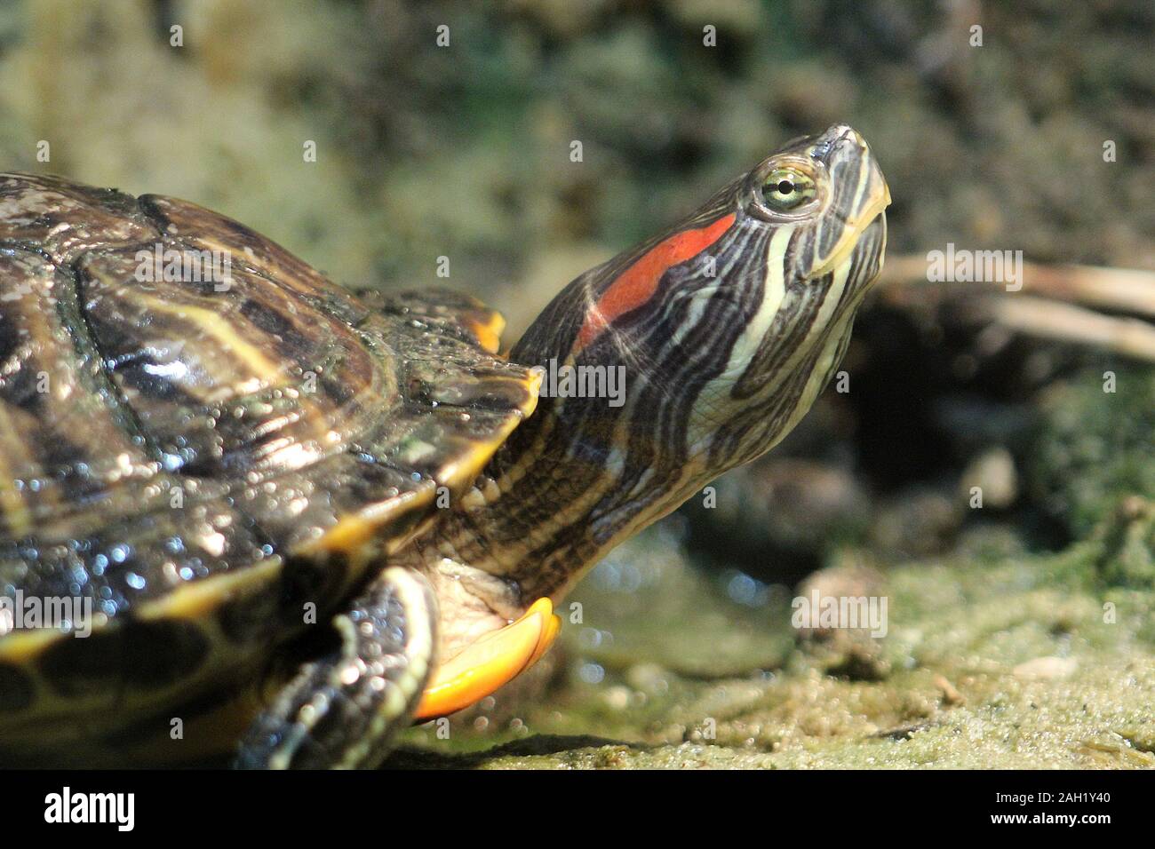 Red eared slider turtle Foto Stock