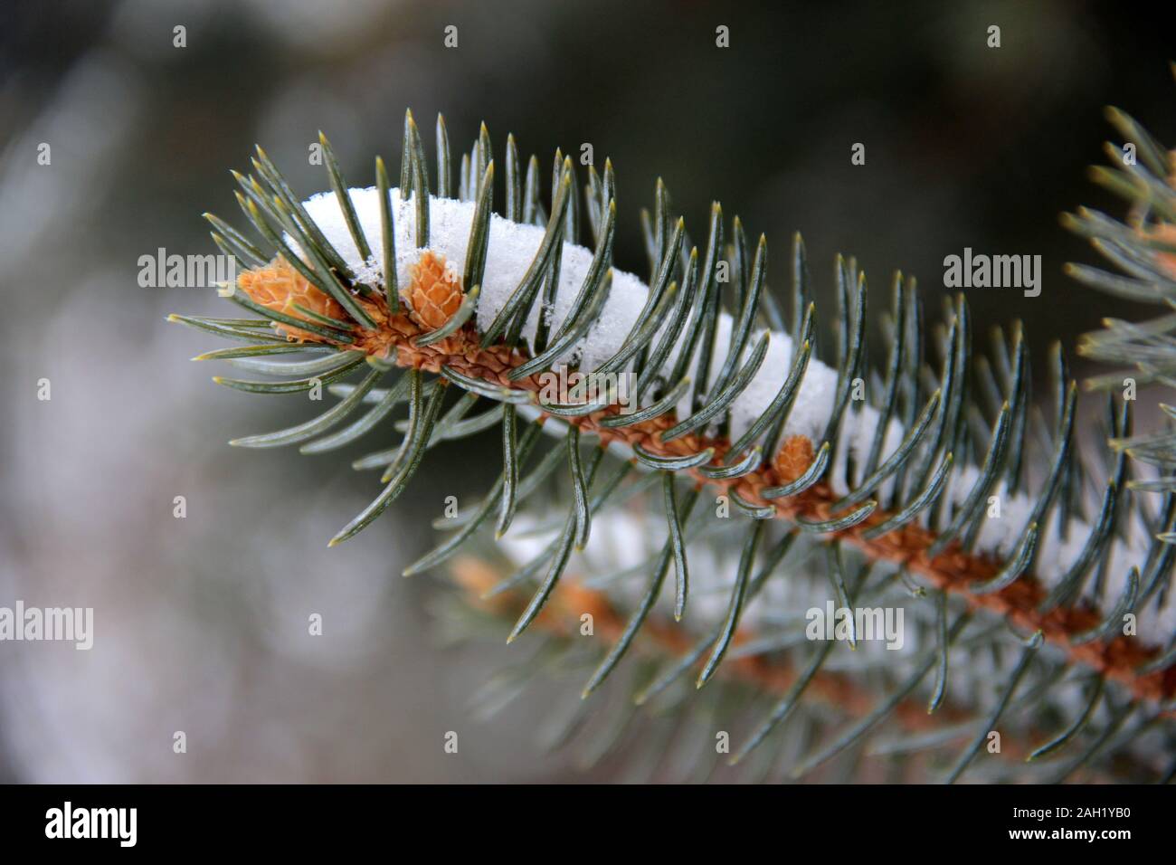 Scene di neve Foto Stock