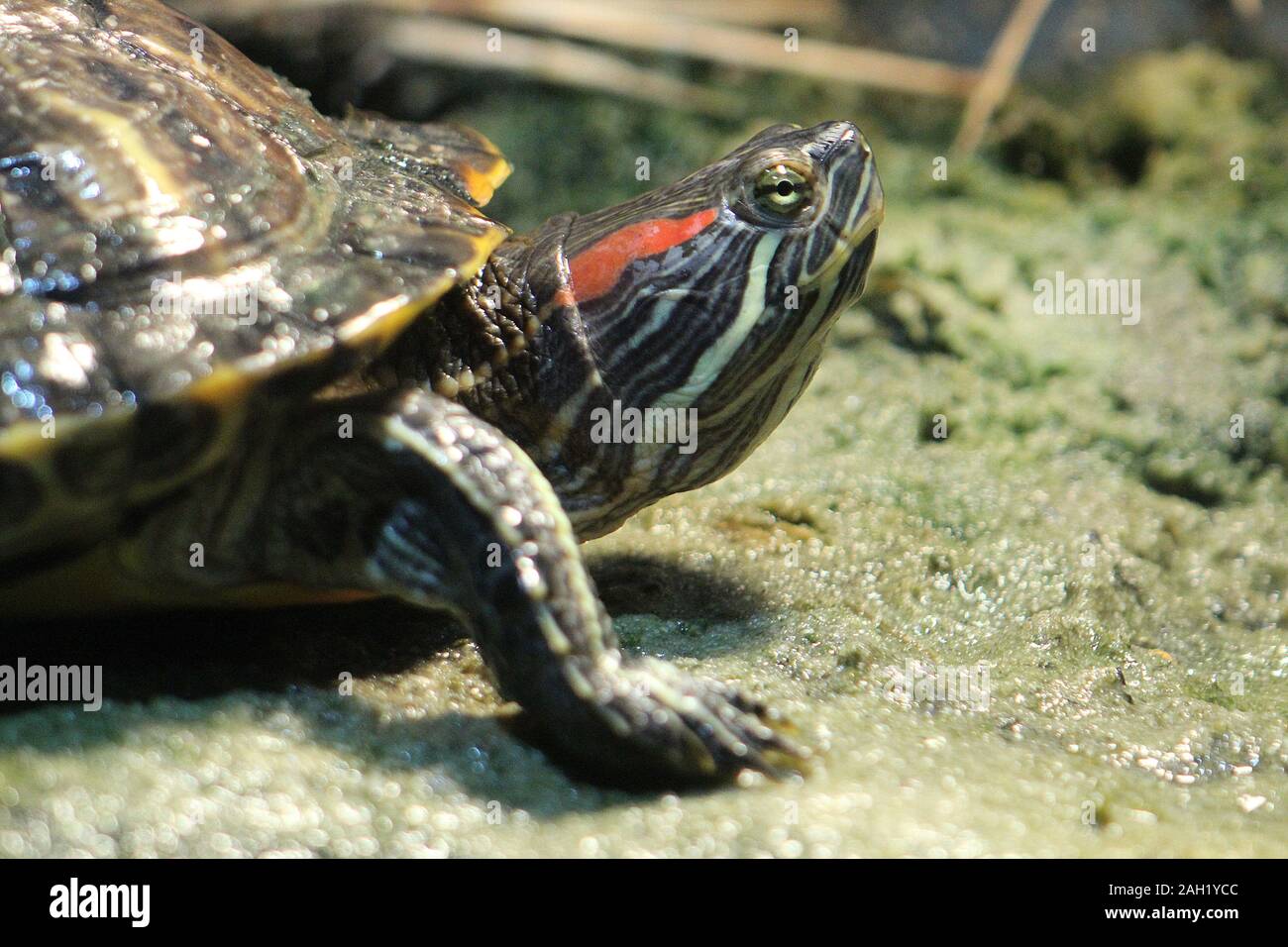 Red eared slider turtle Foto Stock