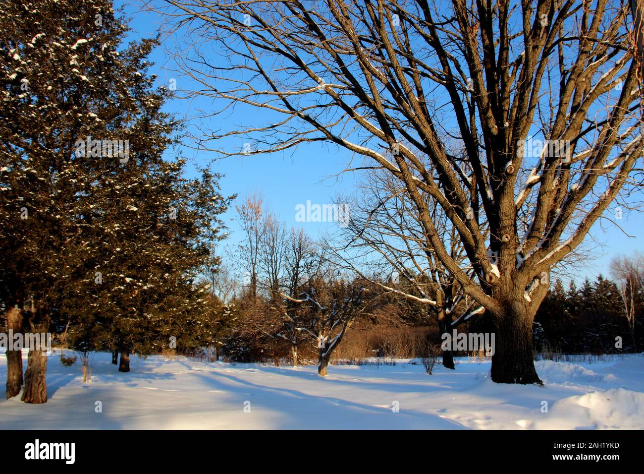 Scene di neve Foto Stock