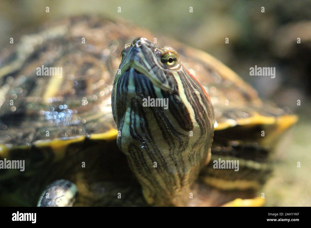 Red eared slider turtle Foto Stock