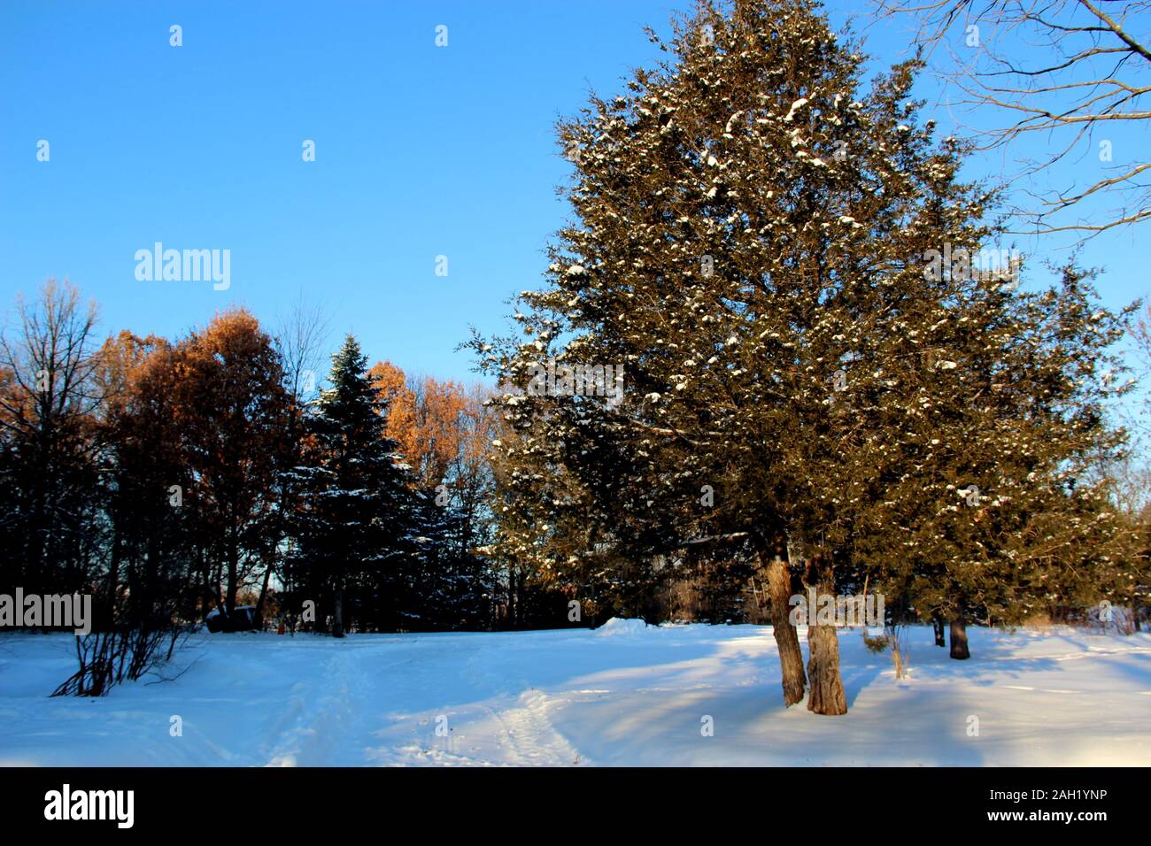 Scene di neve Foto Stock
