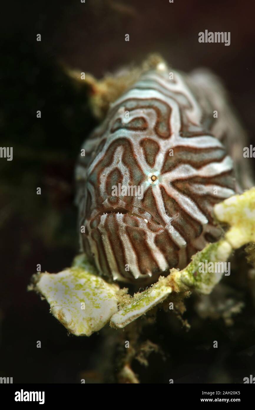 Rana pescatrice psichedelica (Histiophryne psychedelica). La foto è stata scattata nella città di Ambon, Indonesia Foto Stock