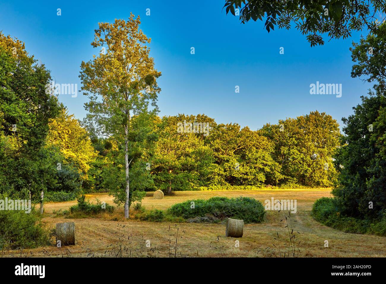 Immagine di un campo agricolo con i rotoli di fieno e alberi Foto Stock