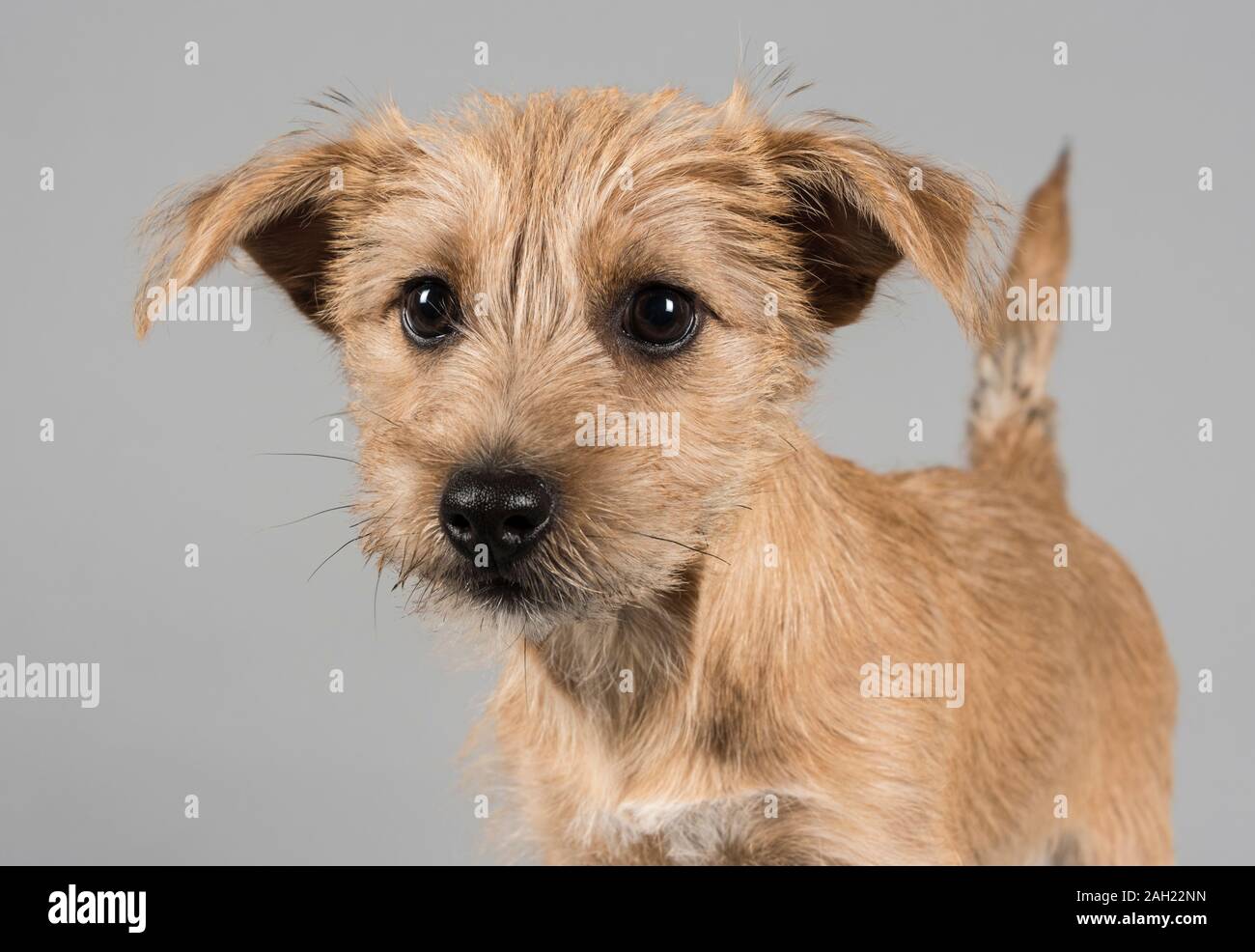 Il cucciolo di Yorkie Russell (croce tra un Jack Russell Terrier e uno  Yorkshire Terrier), 15 settimane, femmina, Regno Unito Foto stock - Alamy