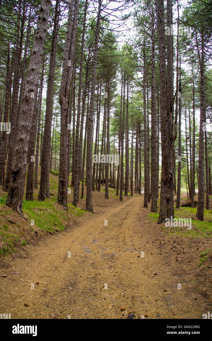 Italia ,Catania Etna 03 Maggio 2019 : bosco di Pino Laricio Foto Stock